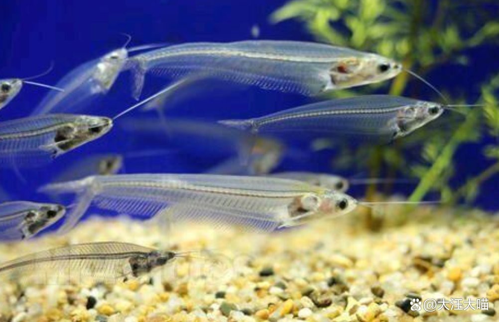飛鳳魚30多度水會(huì)死嗎