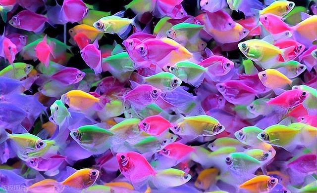 飛鳳魚30多度水會(huì)死嗎