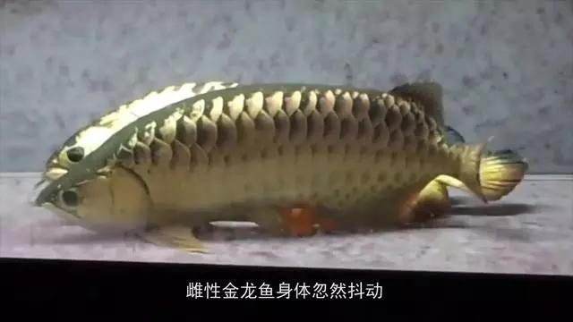 龍魚被吃掉的視頻
