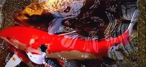 紅白三色特價(jià)錦鯉