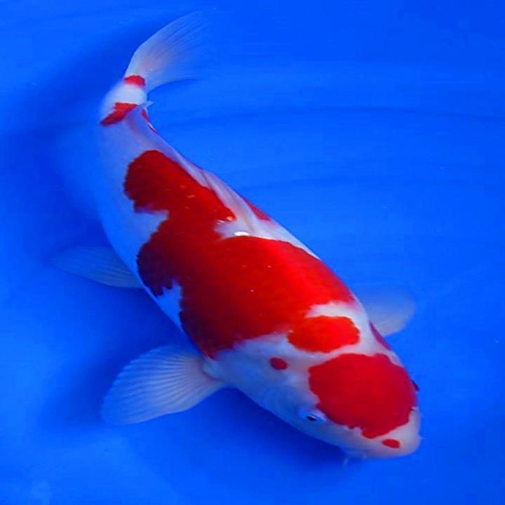 紅白三色特價(jià)錦鯉