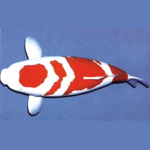 紅白三色特價(jià)錦鯉