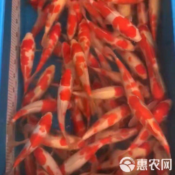 紅白三色特價(jià)錦鯉
