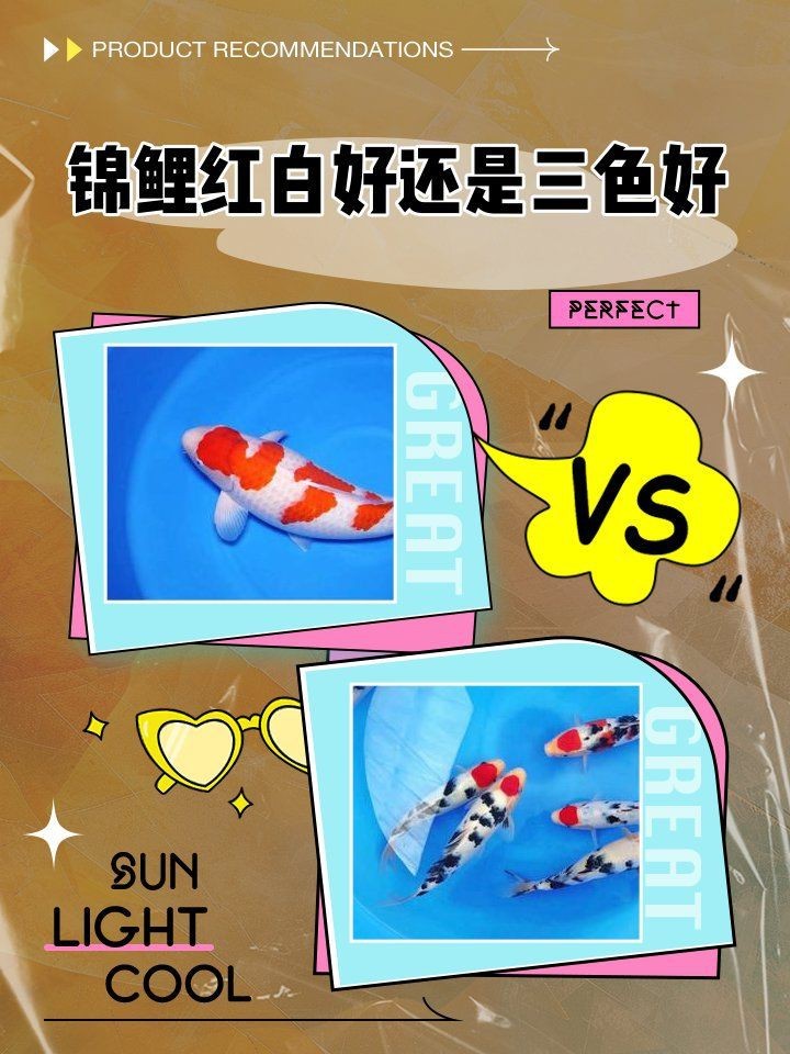 紅白三色特價(jià)錦鯉