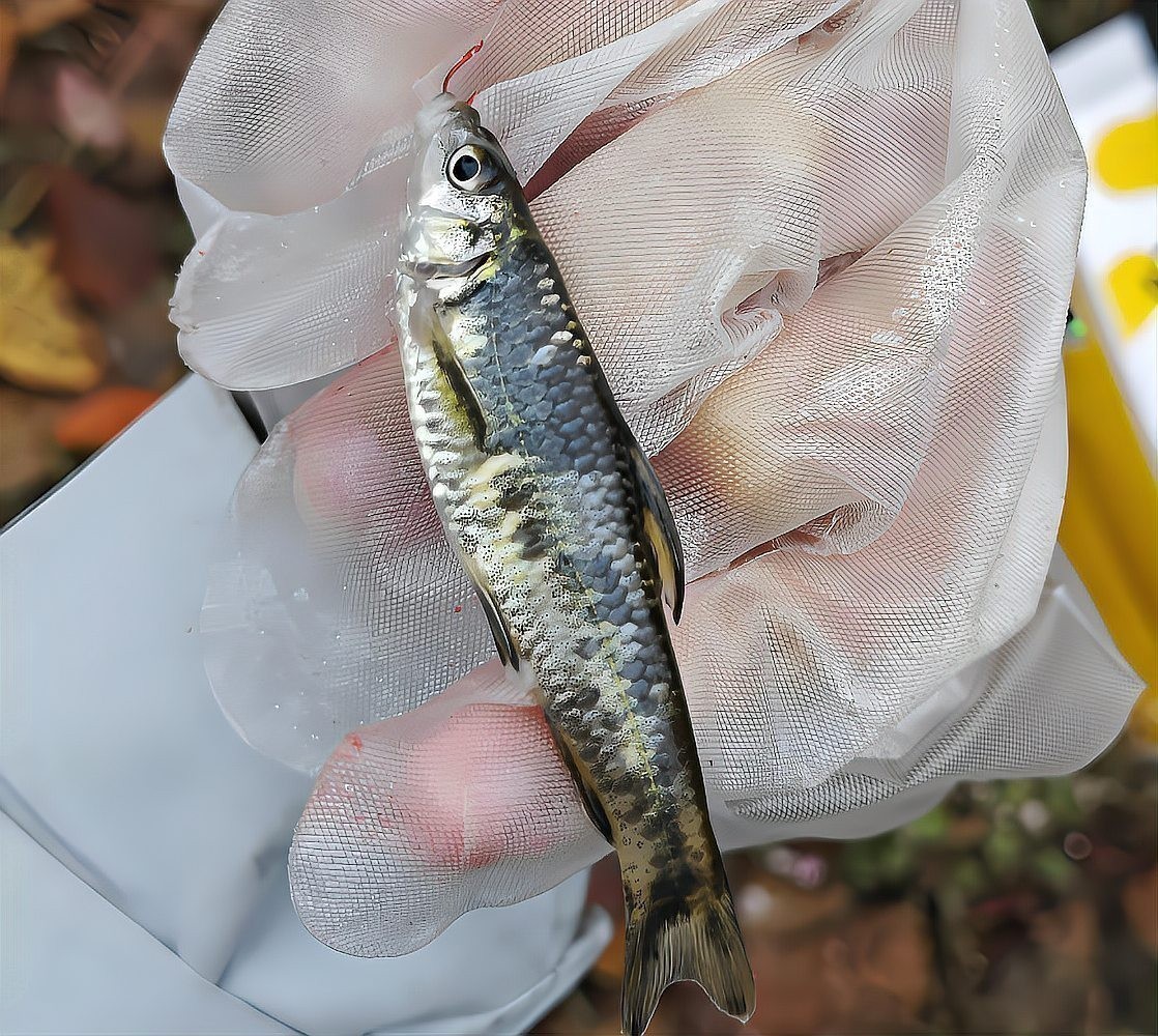 龍魚白膜破裂后需要多久停食？