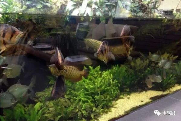 夏天養(yǎng)龍魚魚缸溫度多少合適：夏天養(yǎng)龍魚魚缸的溫度應(yīng)該控制在24-32℃之間