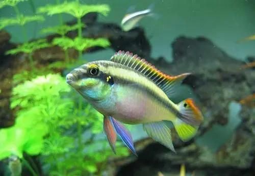 紅肚鳳凰魚能長多大