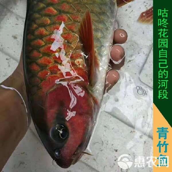 青竹魚市場價一斤