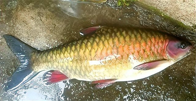 青竹魚市場價一斤