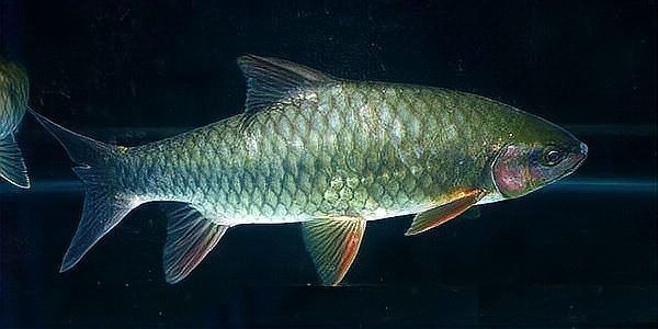 青竹魚市場價一斤