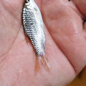 青竹魚市場價一斤