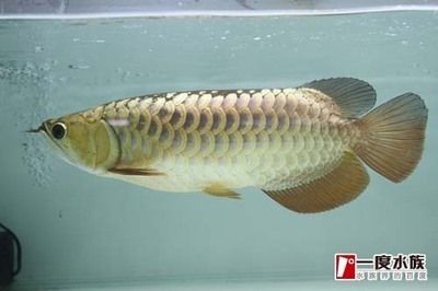 龍魚生意好做嗎賺錢嗎：龍魚生意好做嗎？