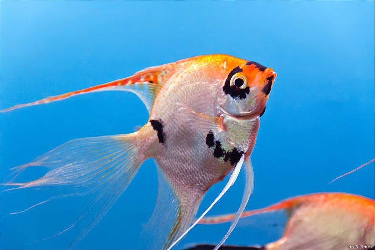 觀賞性龍魚可以食用嗎？ 觀賞性龍魚可以食用嗎？ 龍魚論壇 第2張