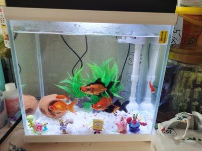 森森魚缸好嗎？（森森魚缸值得信賴的選擇森森魚缸是一個(gè)值得信賴的品牌）