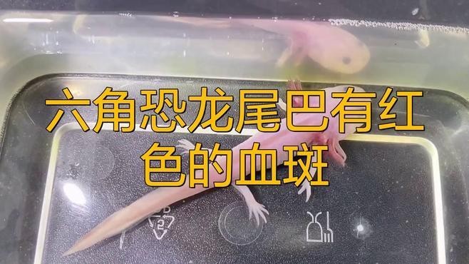 龍魚尾巴上有紅點(diǎn)是怎么回事