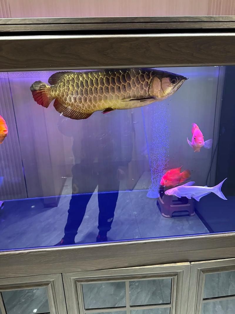 龍魚混養(yǎng)視頻大全視頻欣賞圖片
