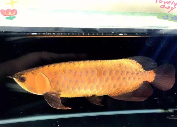 龍魚混養(yǎng)視頻大全視頻欣賞圖片