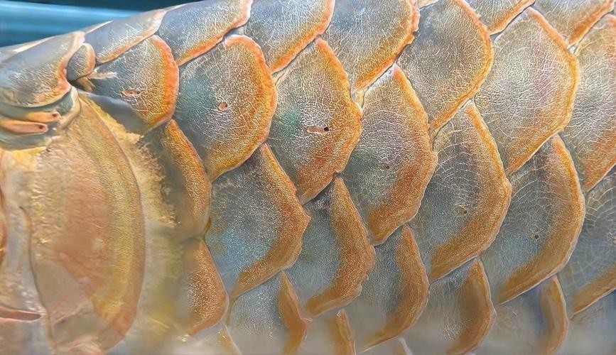 龍魚混養(yǎng)視頻大全視頻欣賞圖片