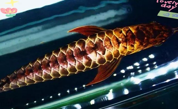 龍魚混養(yǎng)視頻大全視頻欣賞圖片