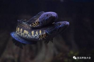 雷龍魚可以養多大，養殖雷龍魚需要根據不同品種選擇尺寸的魚缸尺寸選擇指南