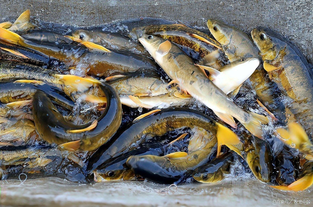 丁魚的功效與作用