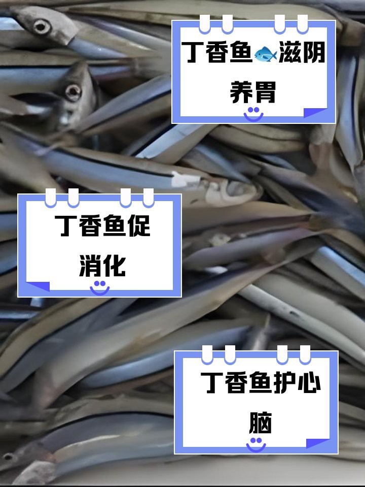 丁魚的功效與作用