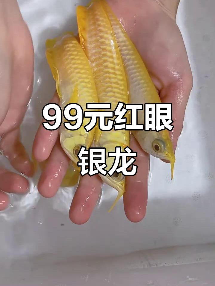 銀龍魚一般多少錢一只