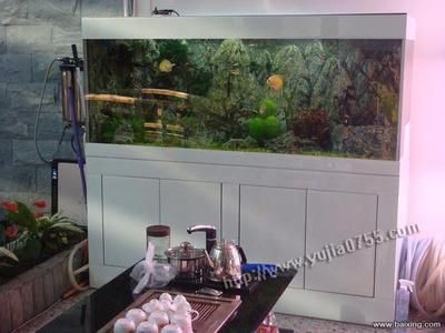 龍魚缸配魚圖片欣賞：龍魚缸配魚圖片欣賞詳情