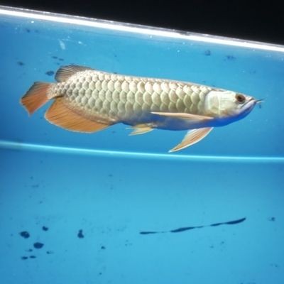 龍魚(yú)肛門上方鼓起能自愈嗎，魚(yú)肛門上方鼓起是一種常見(jiàn)的病癥，如何預(yù)防龍魚(yú)脫肛