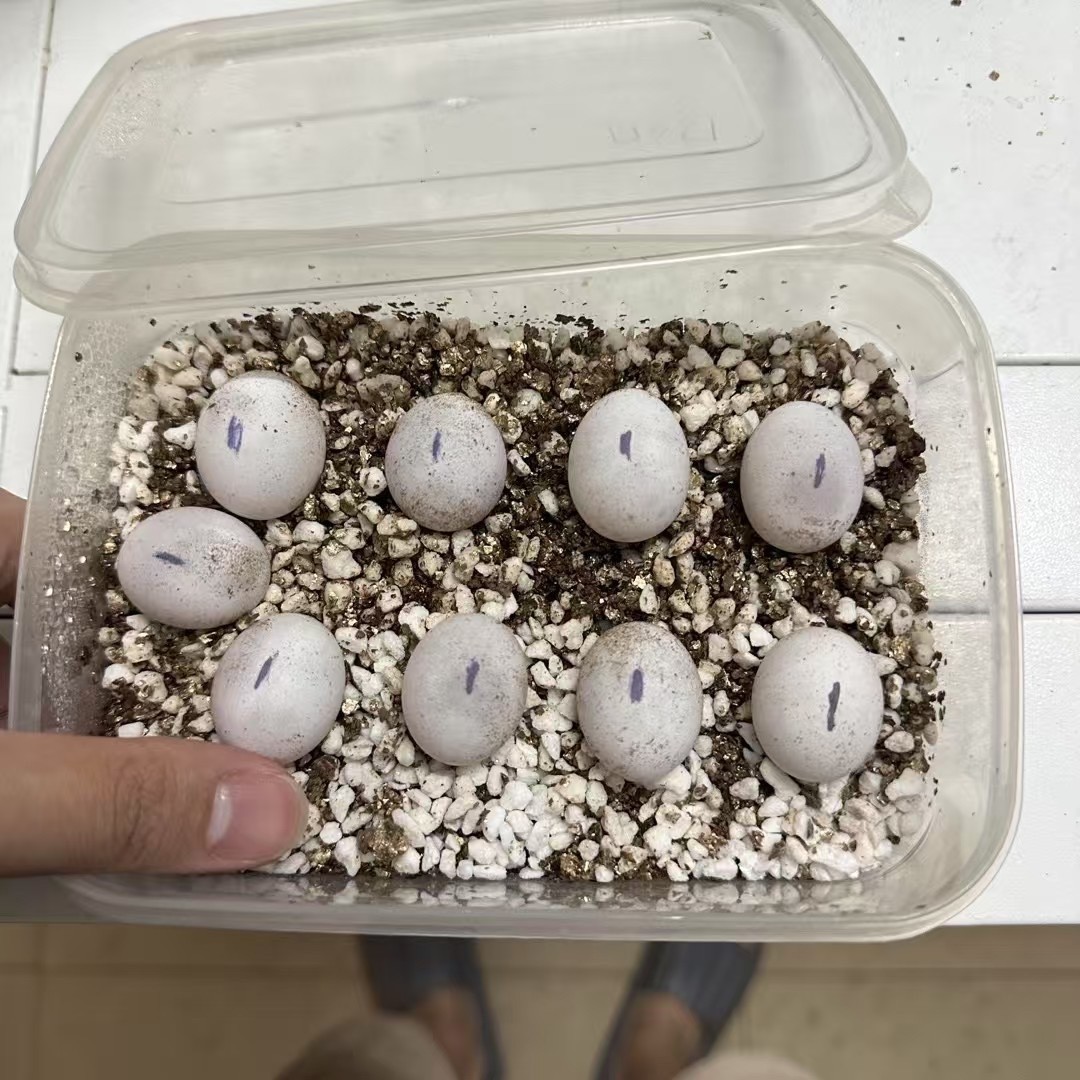 阿曼蜥