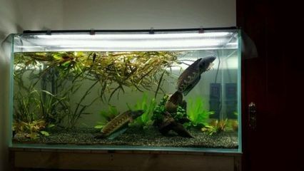 黑魚的生命力有多強(qiáng)：黑魚不打氧能活嗎