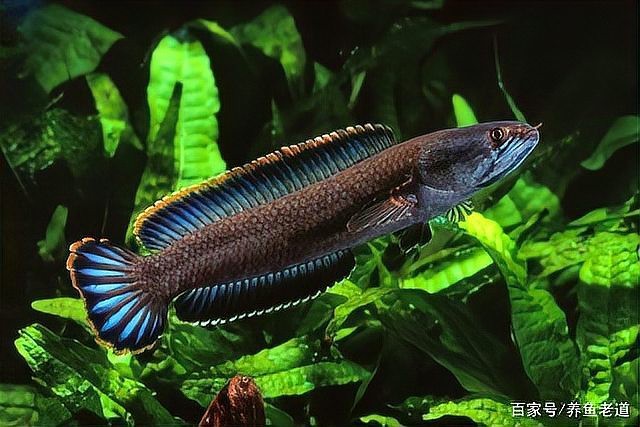 大嘴鯨要打氧嗎