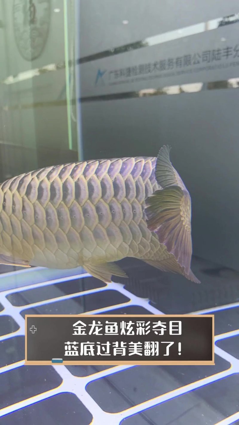 能推薦幾張藍(lán)底過背金龍圖片嗎？