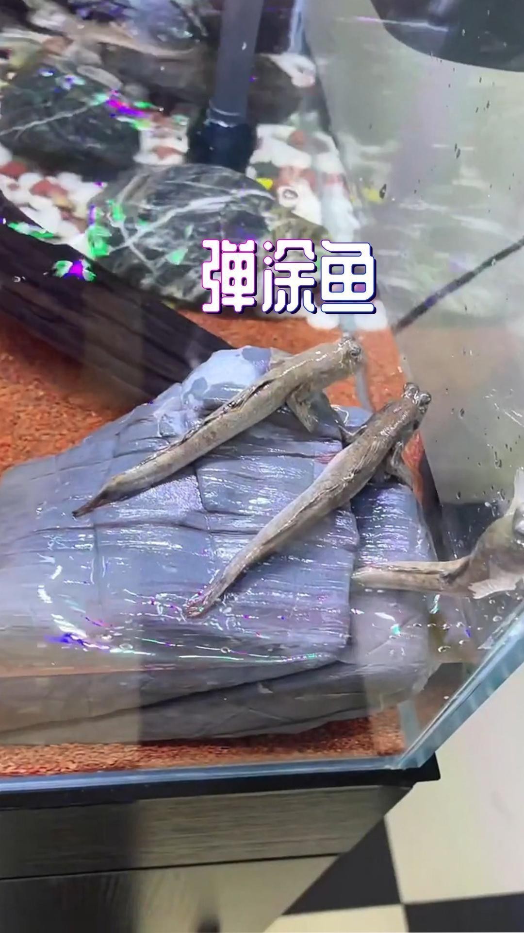 彈涂魚的最佳吃法