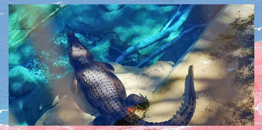魟魚蝠鲼鰩魚怎么區(qū)分