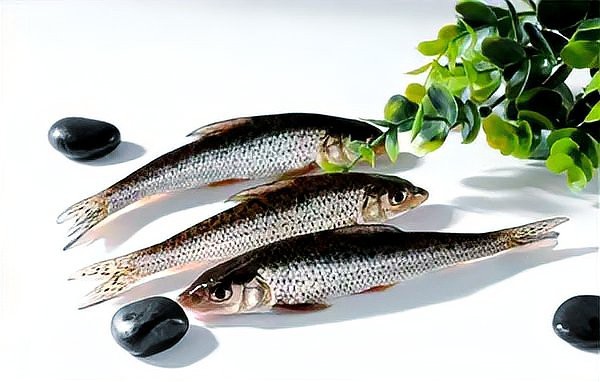 四川土鳳魚圖片 四川土鳳魚圖片 龍魚論壇 第2張