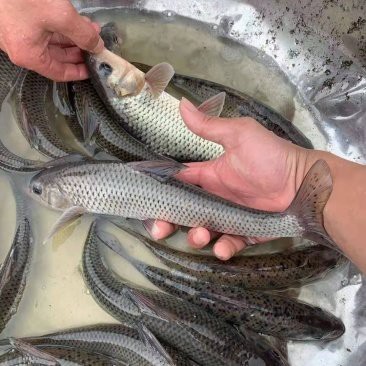 四川土鳳魚圖片 四川土鳳魚圖片 龍魚論壇 第5張