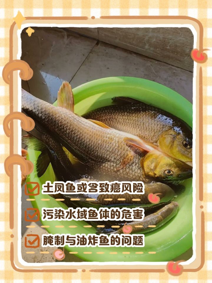 四川土鳳魚圖片 四川土鳳魚圖片 龍魚論壇 第6張