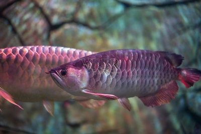特里斯龍魚（特里斯龍魚價格是多少）