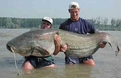 特里斯龍魚（特里斯龍魚價格是多少）