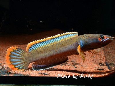 特里斯龍魚（特里斯龍魚價格是多少）