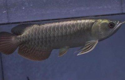 特里斯龍魚（特里斯龍魚價格是多少）