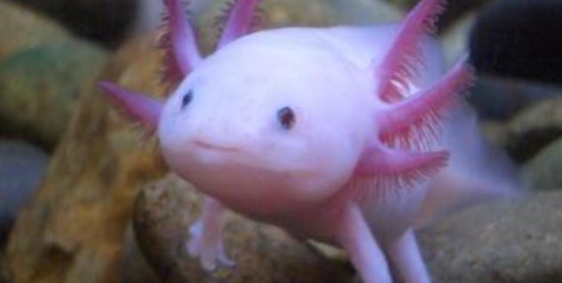如何安全地與六角恐龍魚互動？