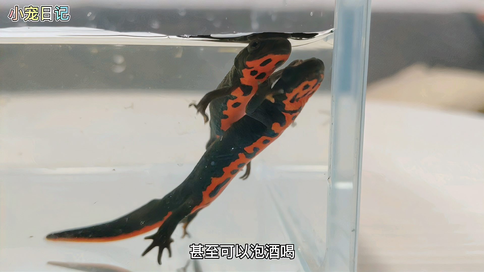 小火龍魚(yú)開(kāi)箱視頻