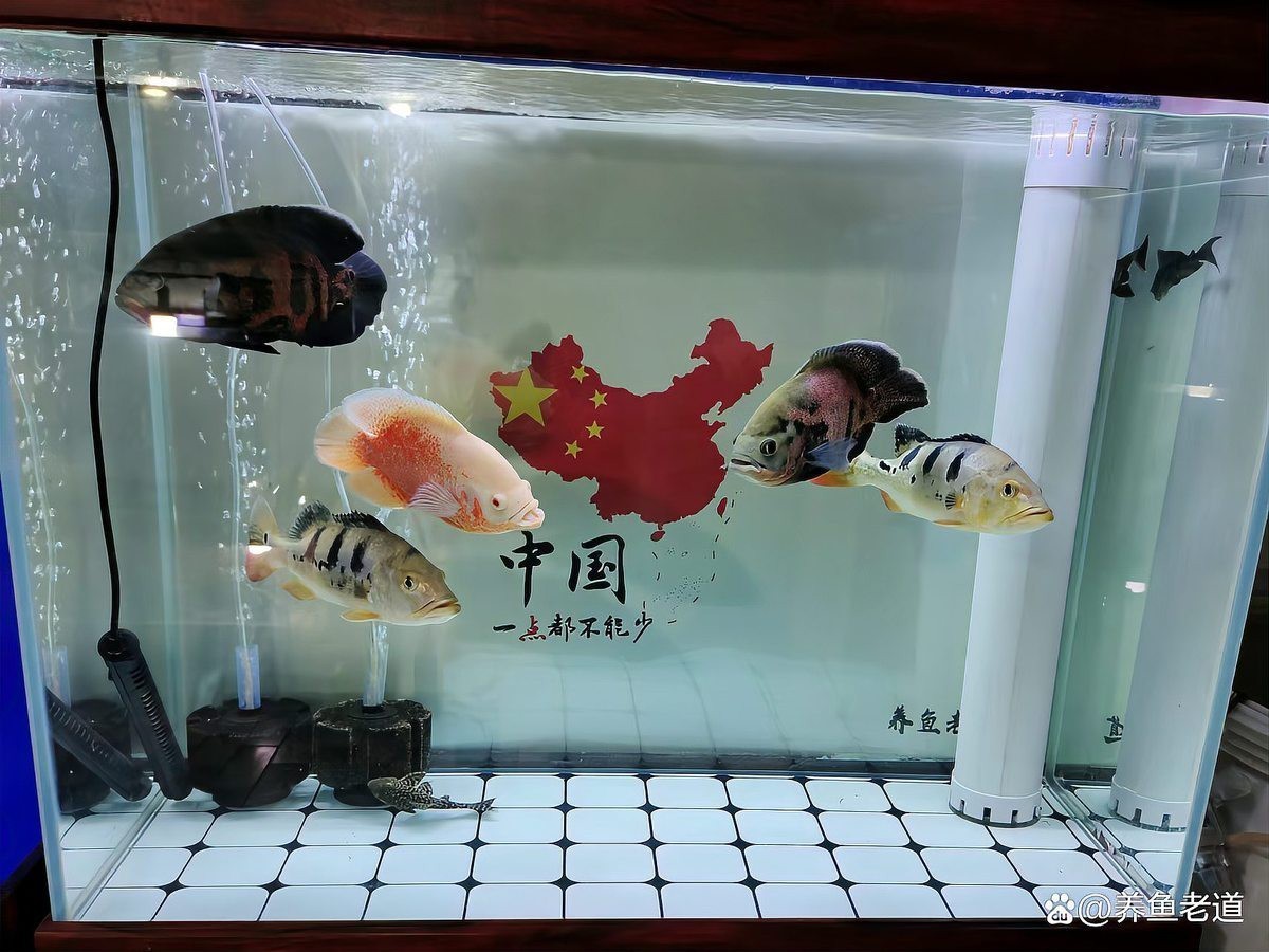 龍魚倒缸后怎么處理