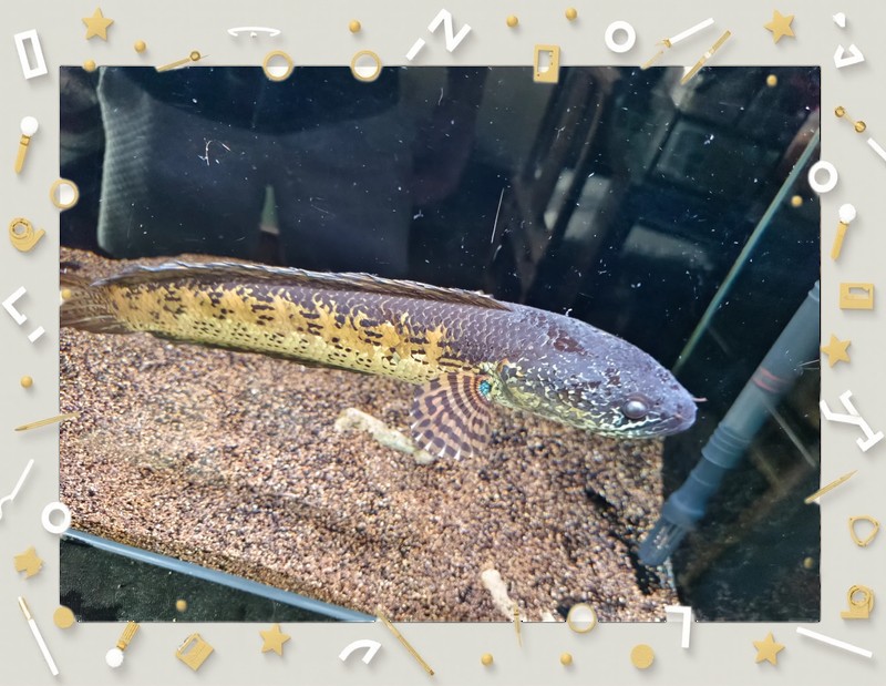 龍魚倒缸后怎么處理