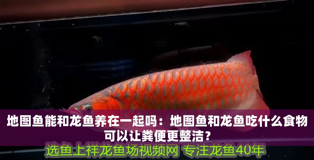 地圖魚能和龍魚養(yǎng)在一起嗎：地圖魚和龍魚吃什么食物可以讓糞便更整潔？