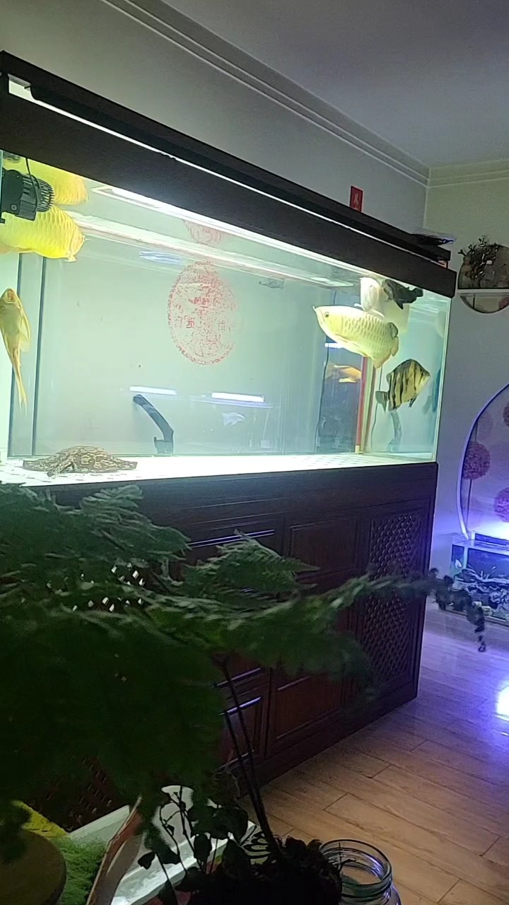 觀賞