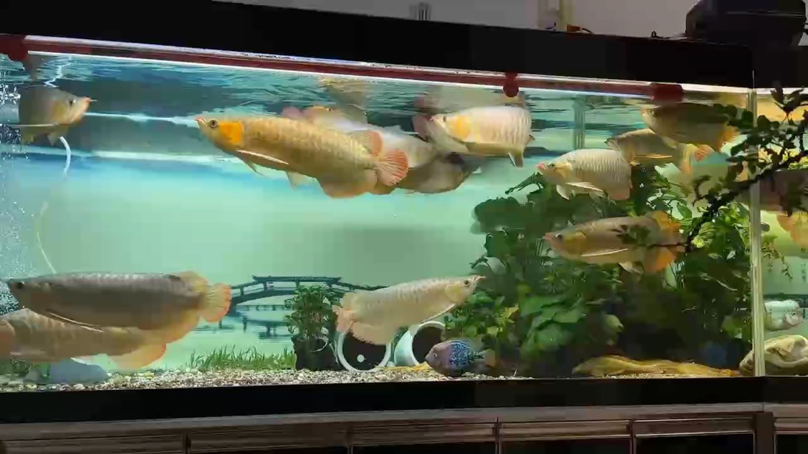 昨天下了大暴雨，好多地方水浸街，還好沒斷電，魚兒平安！