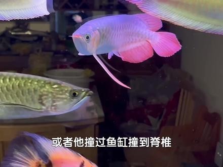 龍魚不愛游動弓背怎么辦